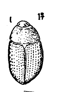 Apteropoda grossa N. Theobald 1935 pl. V n° 17 Faune entomologique des gisements mio-pliocènes du massif central.png