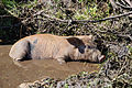 Cochon domestique de plein air en Corse-du-Sud.
