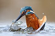 Рибалочка блакитний полює у воді. Природні заповідники та прилеглі території поясу річки По, провінція Верчеллі, П'ємонт, Італія (2020)