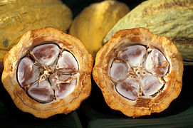 Fèves de cacao dans leur cabosse