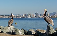 Vue de Shelter Island sur San Diego avec deux pélicans en premier plan