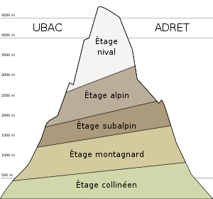 Représentation schématique des différents étages de végétation dans les Alpes.