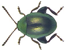 Apteropeda orbiculata.