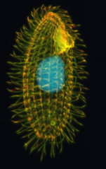 Tetrahymena thermophila en fluorescence.