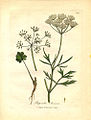 Anise (Pimpinella anisum) from Woodville (1793)[12]
