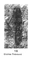 Gerris parabdominalis N. Th. 1937 cotype éch. R164 x3 p. 254 Pl. III Insectes du Sannoisien de Kleinkembs.