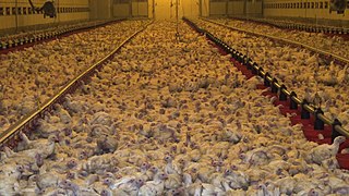Poulets dans un élevage intensif français (2017)