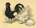 Coq et poule de Crèvecœur, Album de Jean Bungartz (1885)