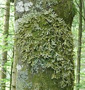 Troncs des hêtres des versants humides des forêts de montagne couverts d'une grande variété de mousses et de lichens Lobaria pulmonaria.