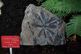Fossile de Cordaites lungatus (Cordaitaceae)