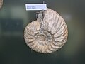 Gravesi gigas, ammonite de la région d'Auxerre.