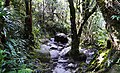 Sous-bois, Mont Kinabalu, Malaisie.