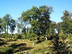 Forêt d'Halatte, chemin de la Gruerie.