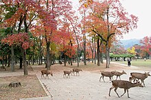 Cerfs errants dans le parc de Nara, en automne