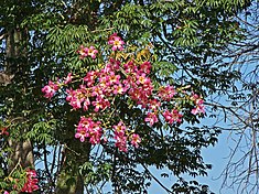 Ceiba speciosa ou Palo borracho