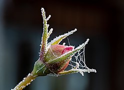 Bouton de rose anglaise sous le gel, cultivar ‘The Reeve’.