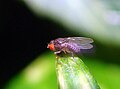 Drosophila hydei: meestal zwart lichaam.