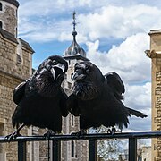 Джубили и Мунин, два Тауэрских ворона из лондонской королевской крепости Тауэр («Изображение года — 2016»)
