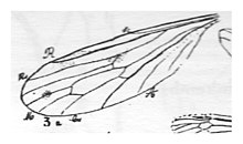 Limnobia Deferi N. Théobald holotype, éch. R497 x 3,3 p. 236 pl XVIII Diptères du Sannoisien de Kleinkembs - détail de l'aile.