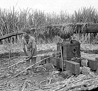 Pressoir artisanal pour la production de sucre, Indonésie, première moitié du XXe siècle.