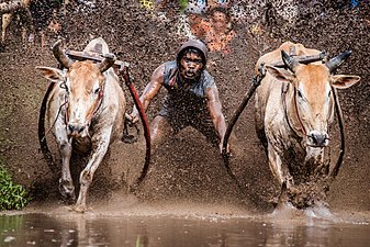 Bild des Jahres 2019: Bullenrennen in Pacu Jawi, während der Jockey sie festhält.