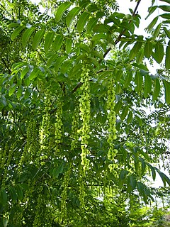 Description de l'image Pterocarya fraxinifolia.jpg.
