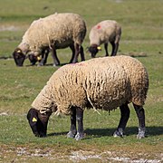 Moutons de race suffolk