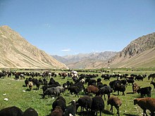 Un important troupeau de mouton broutant de l'herbe bien verte dans une vallée en altitude, ciel dégagé.