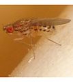 Drosophila busckii: vlekkenrijen op lichaam.