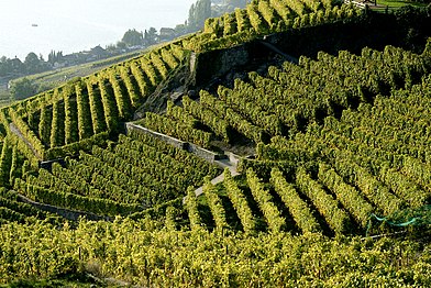 Les vignes en terrasses de Lavaux