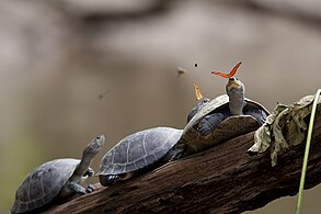 Bild des Jahres 2014: Schmetterlinge trinken die Tränen von Schildkröten in Ecuador.