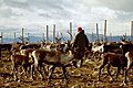 Éleveur de rennes sami en Suède, 2005.