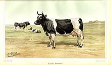 Dessin en couleurs d'une vache noir et blanc, vue de profil