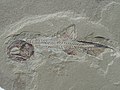 Phanerosteon, un ostéichtyen de l'ordre des palaeonisciformes.