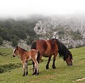 Chevaux des montagnes du Pays basque près du mont Gorbeia.