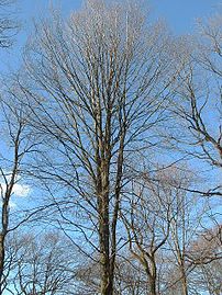 Les branches du houppier sont orientées vers le haut.