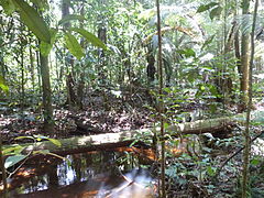 Forêt tropicale amazonienne, Guyane.