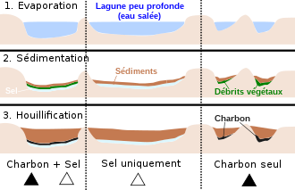 Schémas montrant comment l’évaporation d'une lagune a permis des dépôts de bancs de sels et de débris végétaux avant que ceux-ci ne soient recouverts par les sédiments.