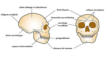 Deux dessins de crâne de droite et de face avec indication des 10 principales caractéristiques.