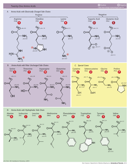 Table of Amino Acids.