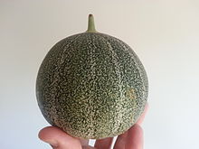 Melon ancien à la robe verte tachetée de gris