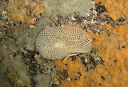 Sertella septentrionalis, un Bryozoa.