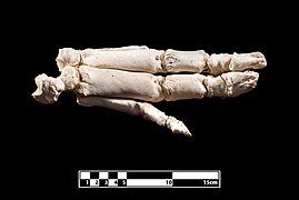 Esqueleto de la mano de cerdo