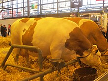 Photo couleur de vaches de couleur fauve et blanche dans un grand hall au sol paillé.