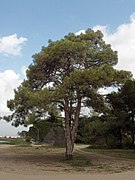 Pinus brutia (Pinaceae)