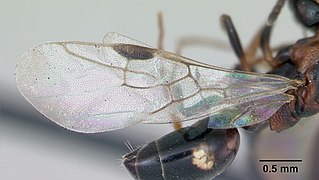 Vue de profil de l'aile d'une fourmi Dolichoderus quadripunctatus.