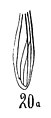 Gerris parabdominalis N. Th. 1937 holotype éch R831 x1,3 p. 234 pl. XIX Hémiptères de Kleinkembs - détail de l'aile.