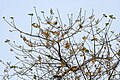 Canopée en fleur - 23 milles de Jayanti,parc national de Buxa, Jalpaiguri district de Bengale-Occidental, Inde.