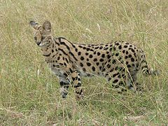 Serval (Leptailurus serval).