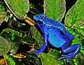 7 mai 2010 La nuit, tous les Frogs sont bleus.
